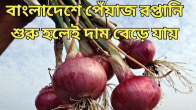 Onion Bounce বাংলাদেশে পেঁয়াজ রপ্তানি শুরু হলেই দাম বেড়ে যায়